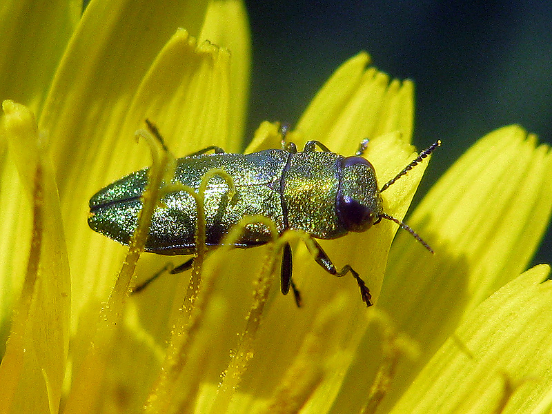 Anthaxia millefolii polychloros e A. nitidula, Buprestidae
